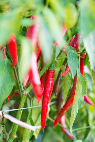 Red chili peppers on the tree in garden.