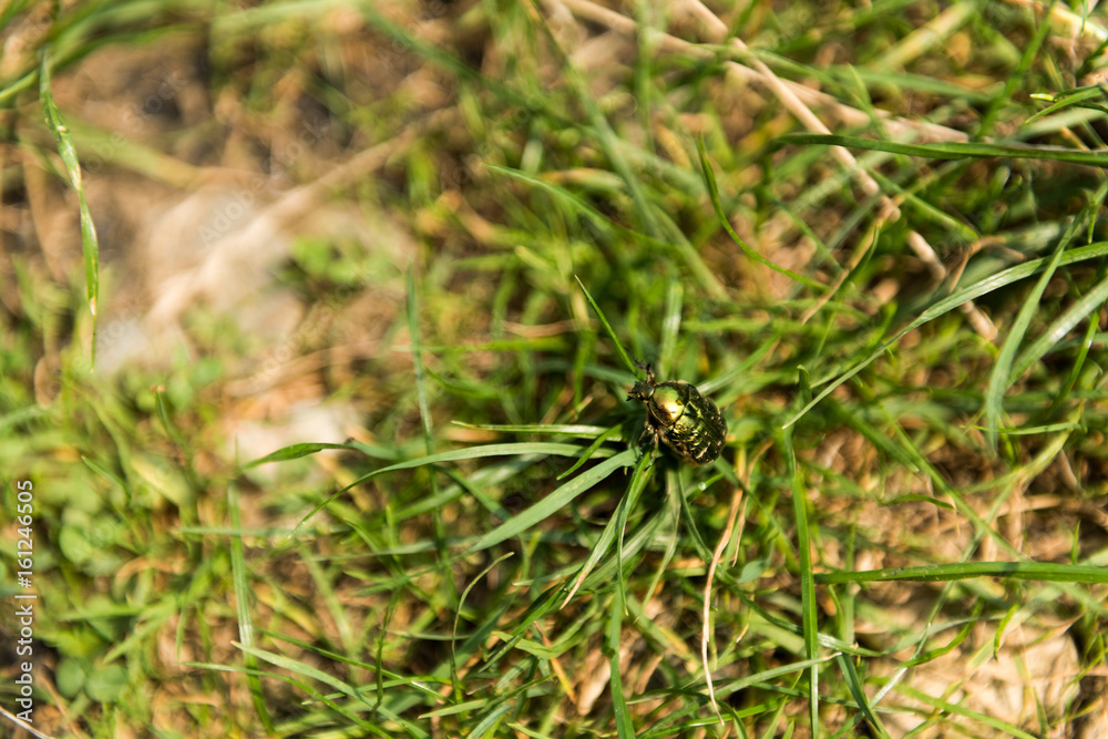 Green beetle in grass photographed in ASTRA Museum of Traditional Folk Civilization - the largest open air museum in Romania and one of the largest in Europe.