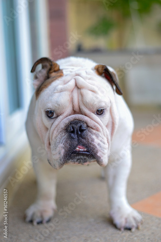 english bulldog standing and looking to camera