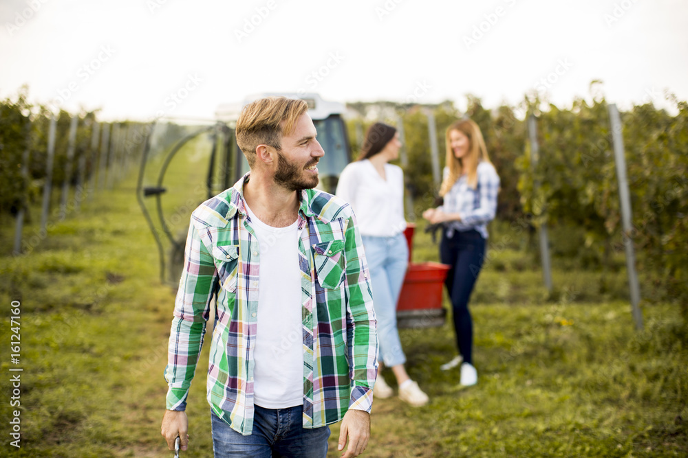 People harvesting grapes in the vineyard in autumn