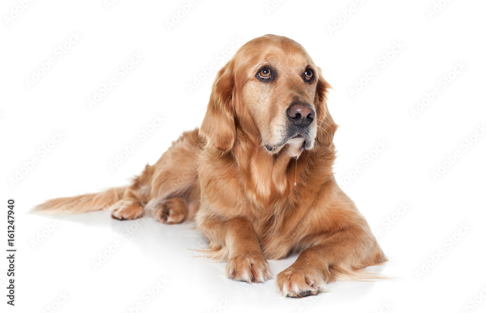 Golden Retriever laying on white background looking up with sad eyes