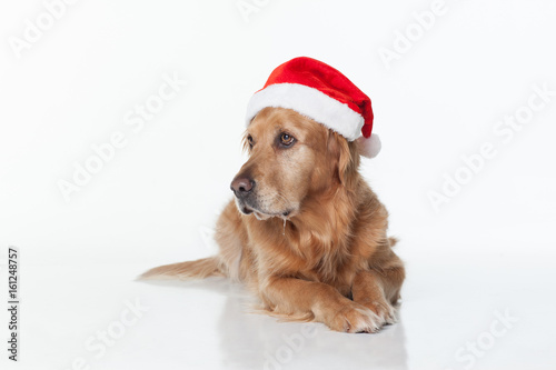 A golden Retriever laying on a white background wearing a santa hat © Sherry Lemcke