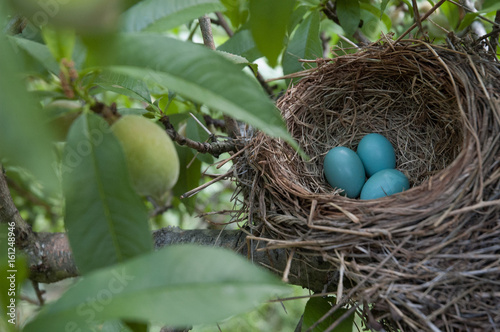 bird eggs in a nest