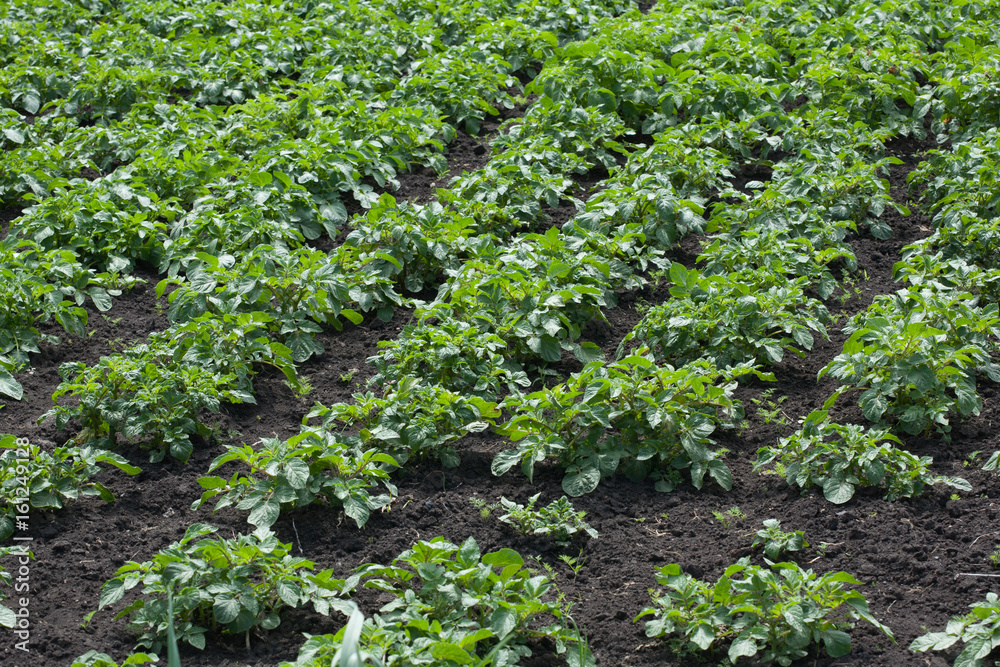 Start harvesting sweet potatoes. Top view of a field. Start harvesting sweet potatoes. Top view of a field.