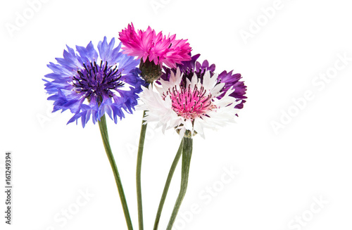 Beautiful cornflower isolated