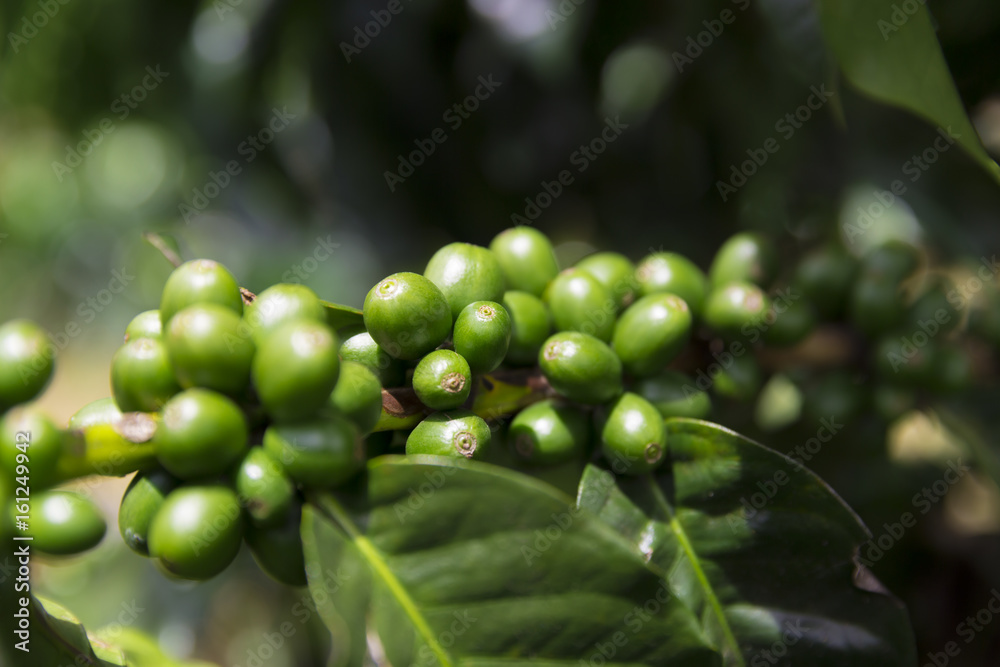 Green coffee beans on branch