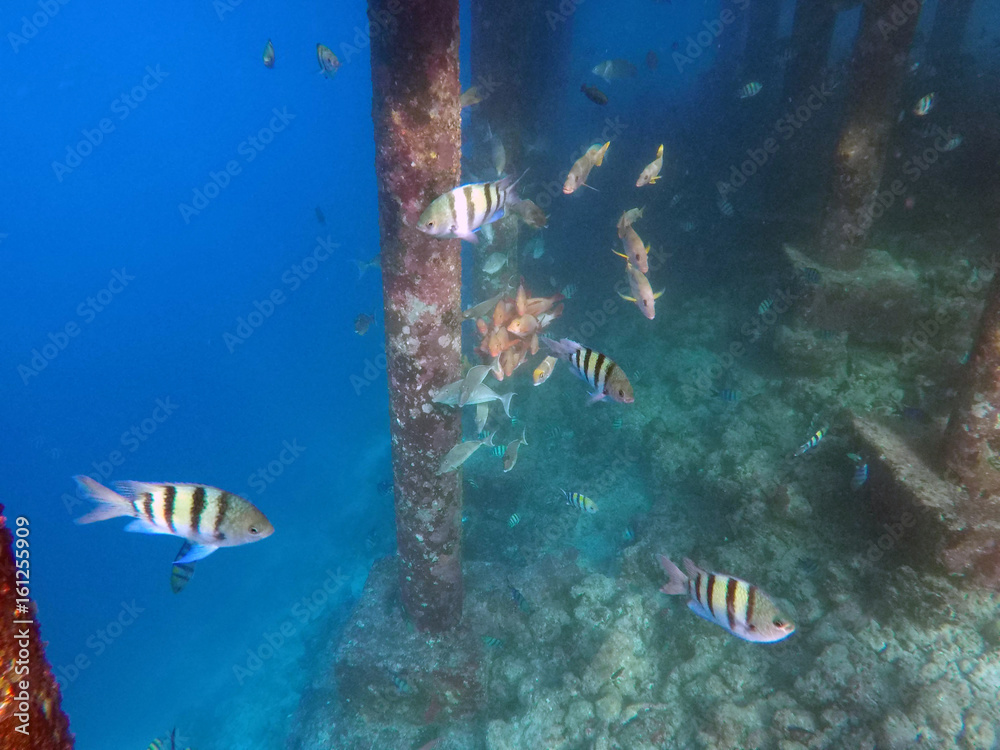 Fototapeta premium Underwater Life Maldives