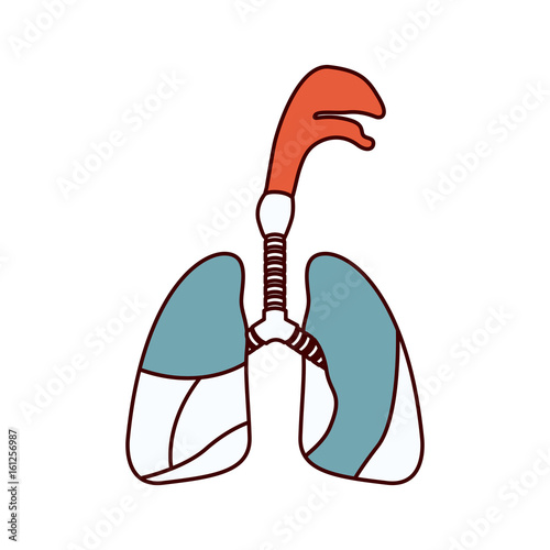 color sections silhouette respiratory system with windpipe vector illustration