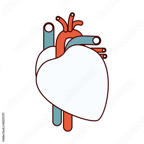 color sections contour heart system human body vector illustration