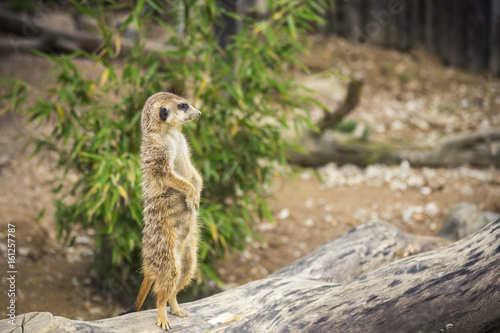 a meerkat is watching © OE993