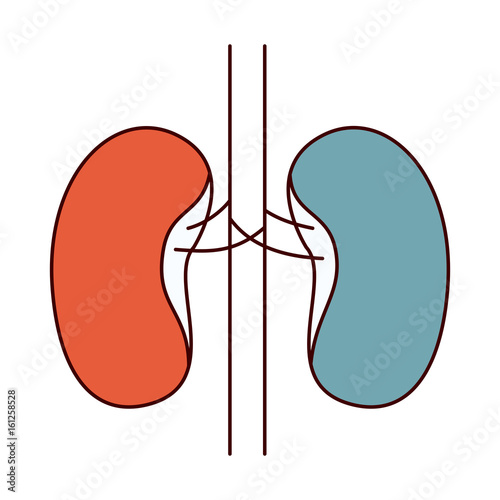 color sections simple silhouette renal system of human body vector illustration