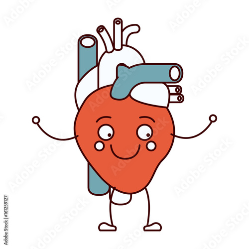 color sections silhouette caricature circulatory system with heart vector illustration