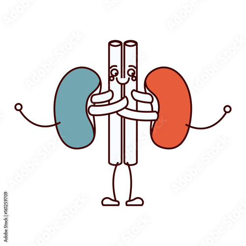 color sections silhouette caricature renal system of human body vector illustration