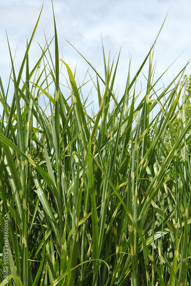 Fototapeta premium Miscanthus sinensis zebrinus