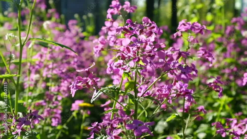 Beautiful pink flowers in the garden. A warm, sunny day, a nice wind blows. Beautiful pink flowers in the garden. A warm, sunny day, a nice wind blows.