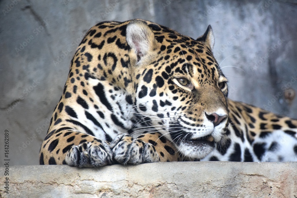 Obraz premium jaguar