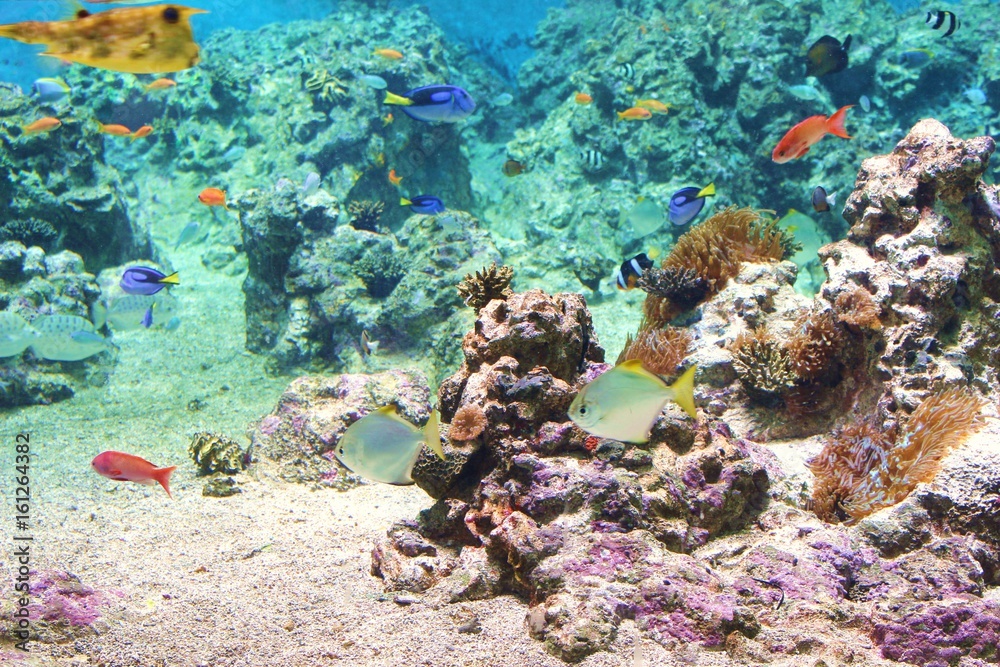 Obraz premium coral fish