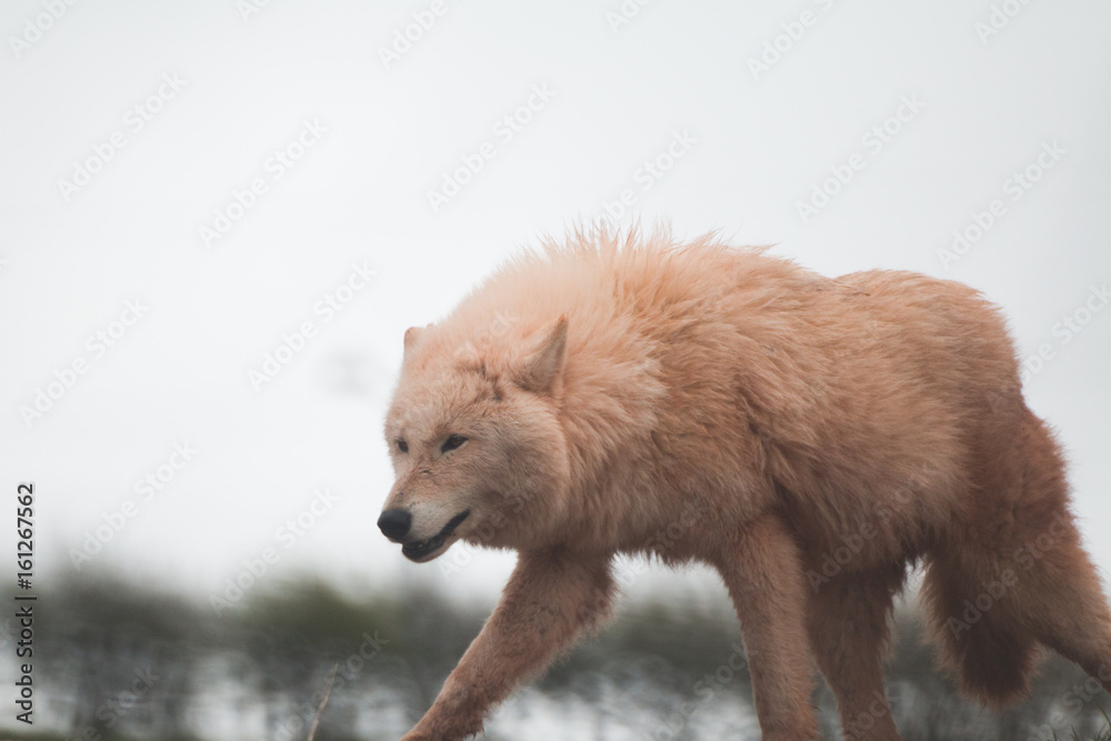 Obraz premium Pink Wolf