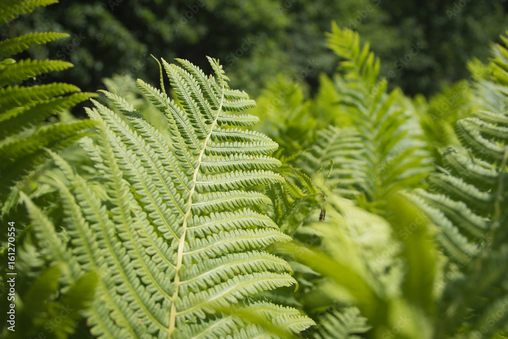 Beautyful ferns leaves green foliage natural floral fern background in sunlight Beautyful ferns leaves green foliage natural floral fern background in sunlight
