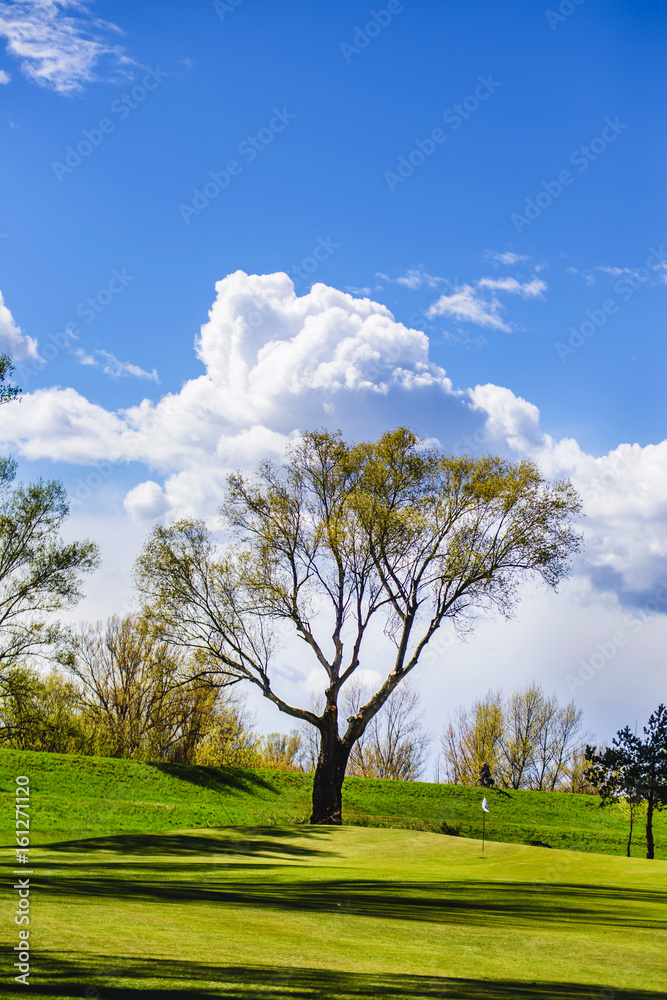 Tree on the beautiful golf course Tree on the beautiful golf course