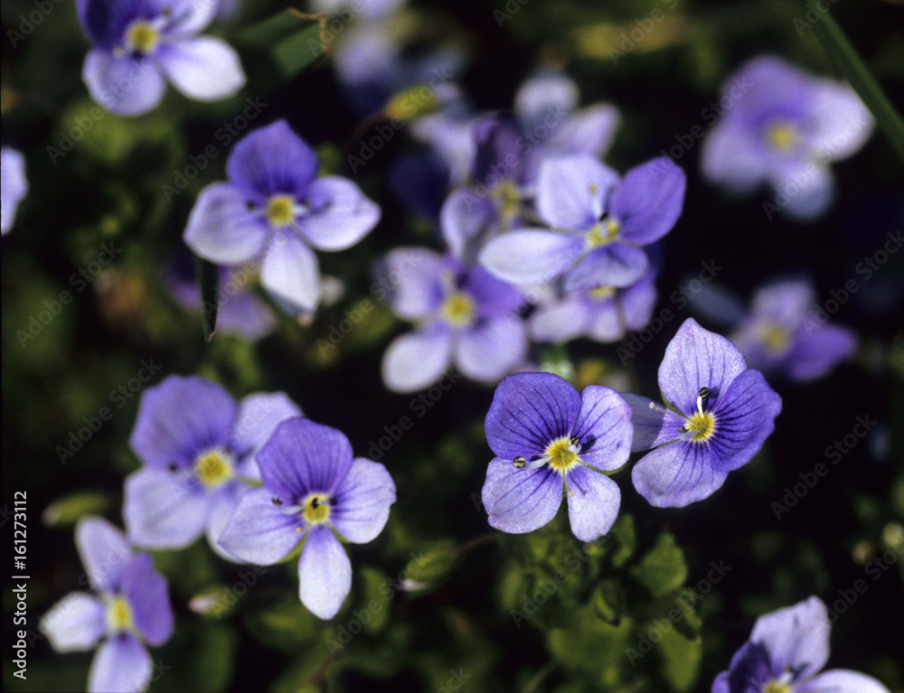 Common field-speedwell (Veronica persica) Common field-speedwell (Veronica persica)