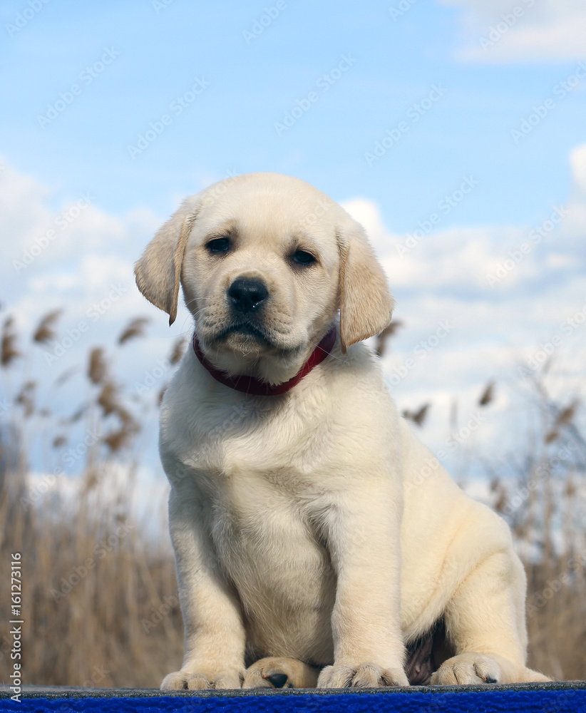 little cute labrador puppy on a blue background little cute labrador puppy on a blue background