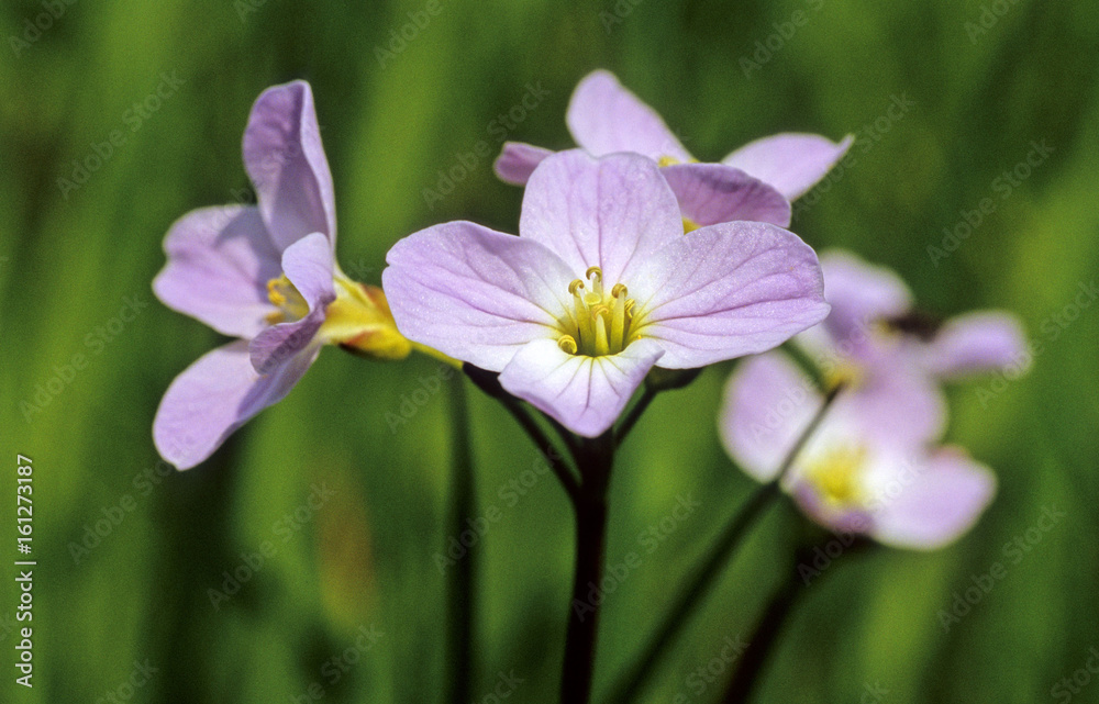 Cuckooflower (Cardamine pratensis) Cuckooflower (Cardamine pratensis)