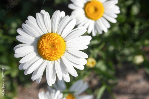 Chamomile. On a background