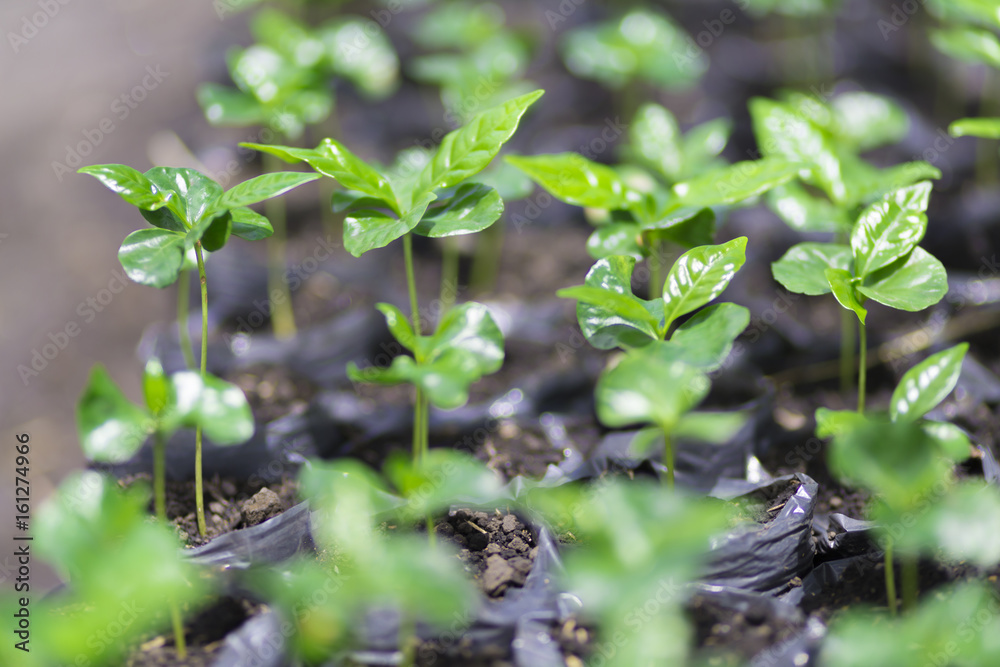 Obraz premium Red bean Coffee beans