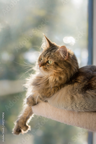 Maine Coon cat relaxes on her perch, enjoying the late afternoon sun. photo