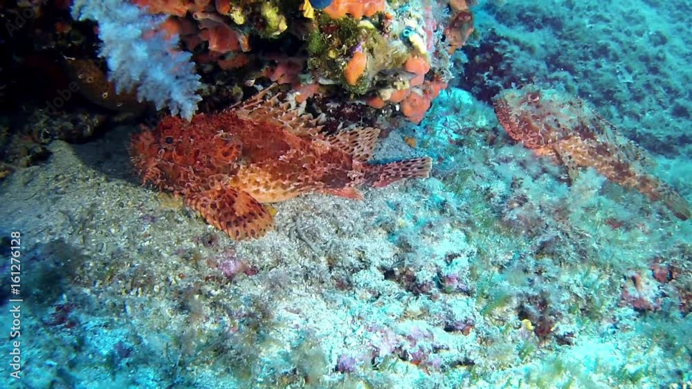 Diving in the Mediterranean sea - Scorpion fish Diving in the Mediterranean sea - Scorpion fish