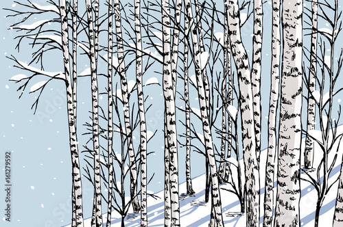  birch grove in the winter