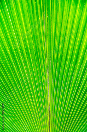 background Green leaf