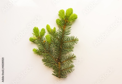 Branch of Christmas tree on...