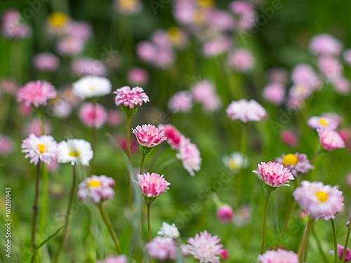 Close-up of flowers of pink and white flowers in the grass