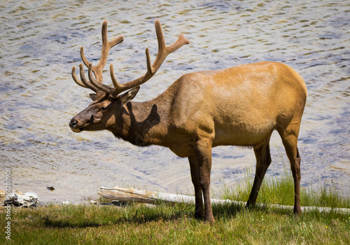 Male Elk Standing next to Yellowstone Lake in Wyoming