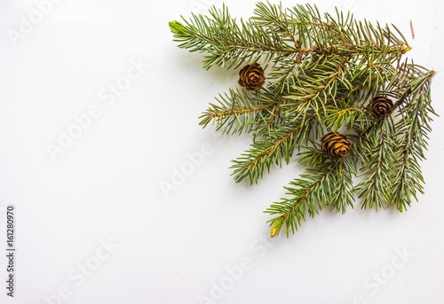Branch of Christmas tree an...