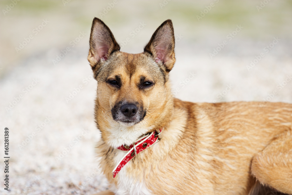 Portrait of a dog on the beach Portrait of a dog on the beach