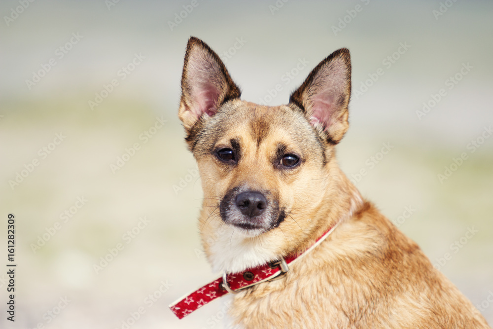 Portrait of a dog on the beach