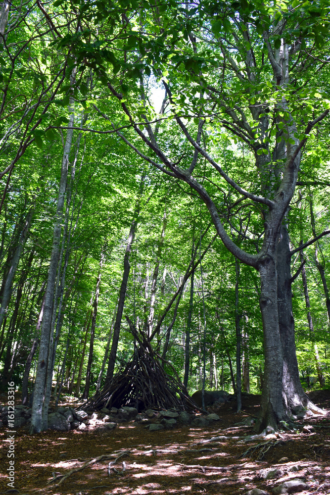 Árboles en el bosque El Montseny
Árboles en el bosque El Montseny