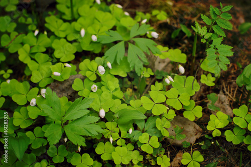 Wood Sorrel with white flowers growing in the forest in spring
