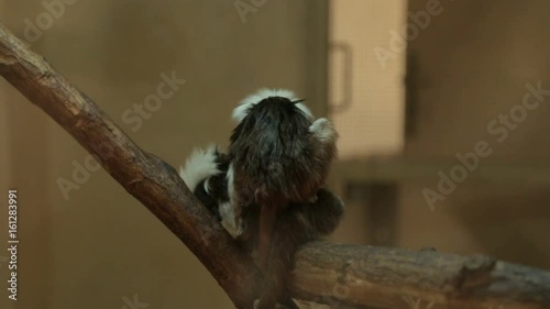 Monkey tamarin oedipus