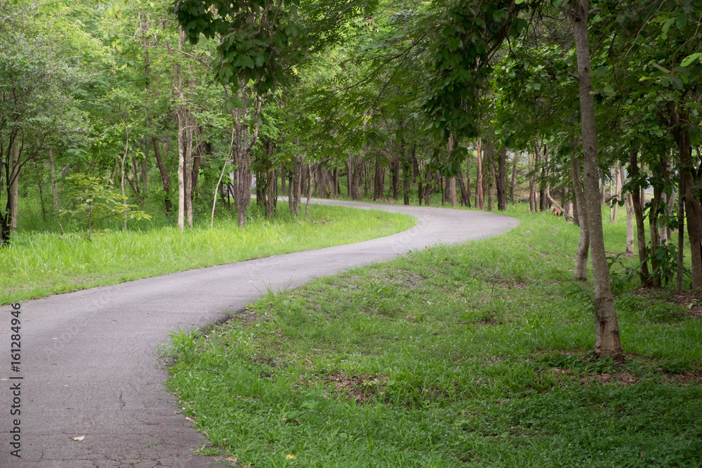 Fototapeta premium Asphalt road in the forest