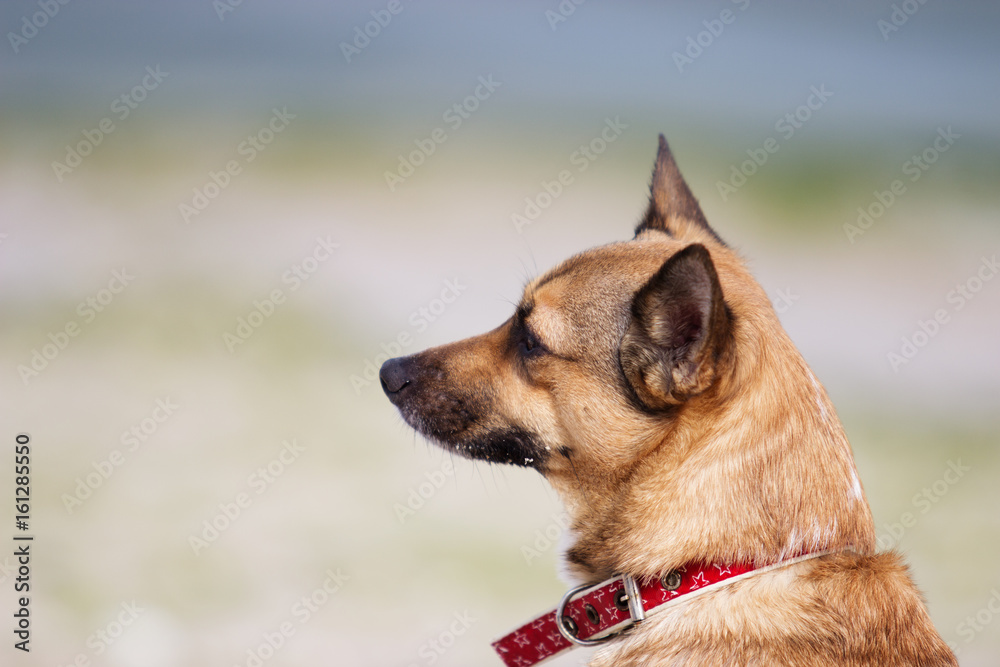 Portrait of a dog on the beach Portrait of a dog on the beach