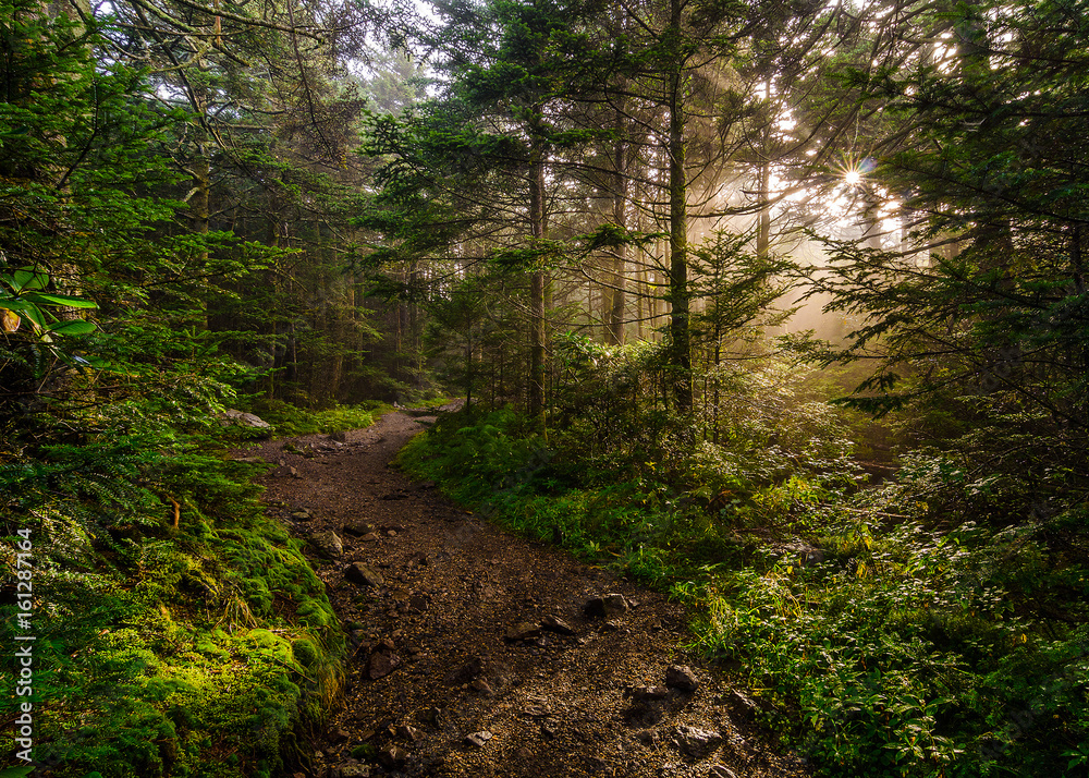 light rays along hiking path, roan mountain, tennessee light rays along hiking path, roan mountain, tennessee