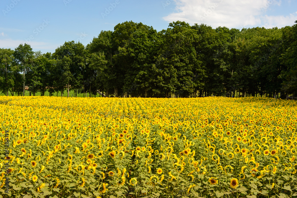 Fototapeta premium Sunflower Field Lined with Trees
