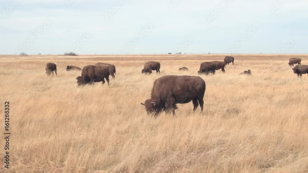 Close up herd of big buffalos pasturing on a dry grassland prairie on sunny day in hot summer