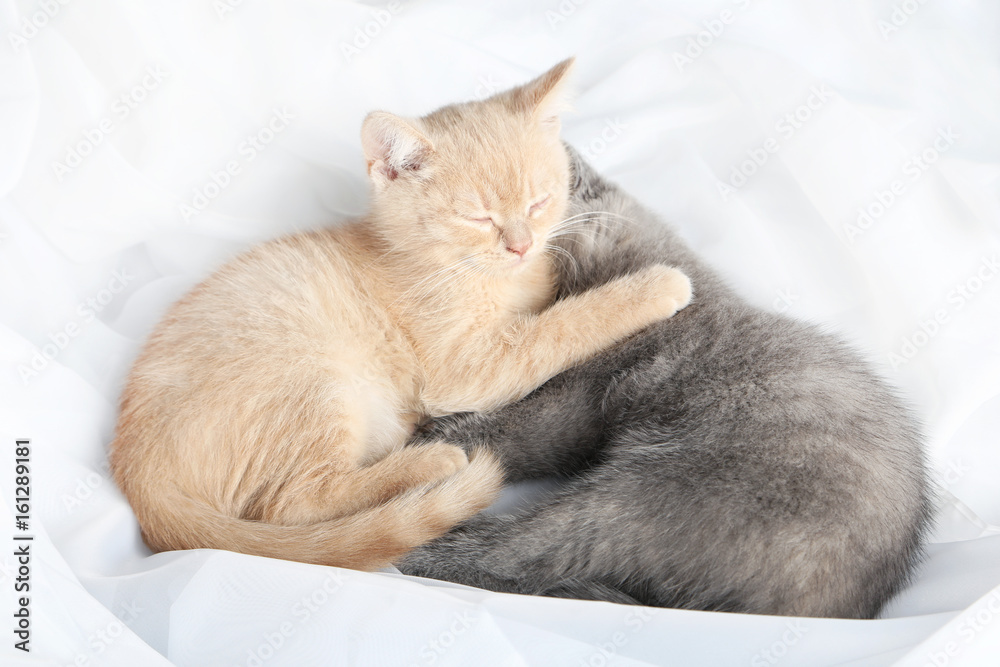 Ginger and grey kitten sleeping on white cloth
