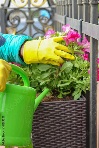 Human hands watering flowers on street outdoors. photo