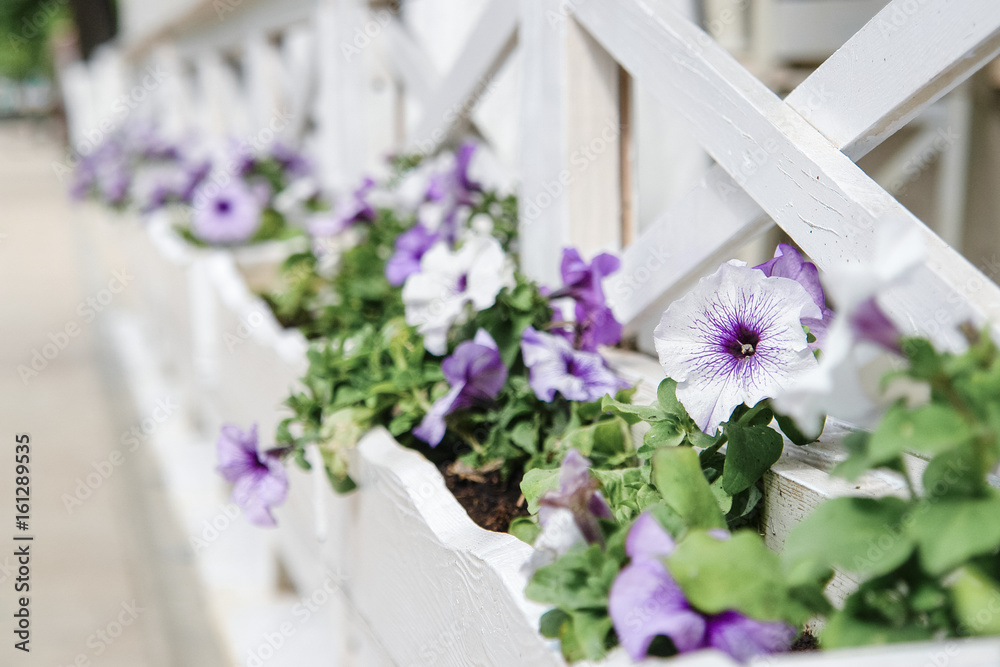Fototapeta premium Flowers on a street in a pot